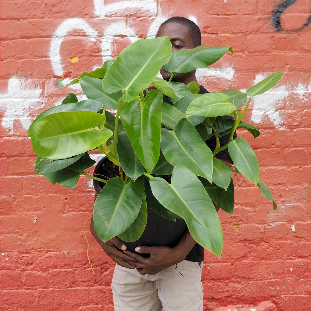 philodendron erubescens green emerald Philodendron - Emerald Green - EXTRA LARGE