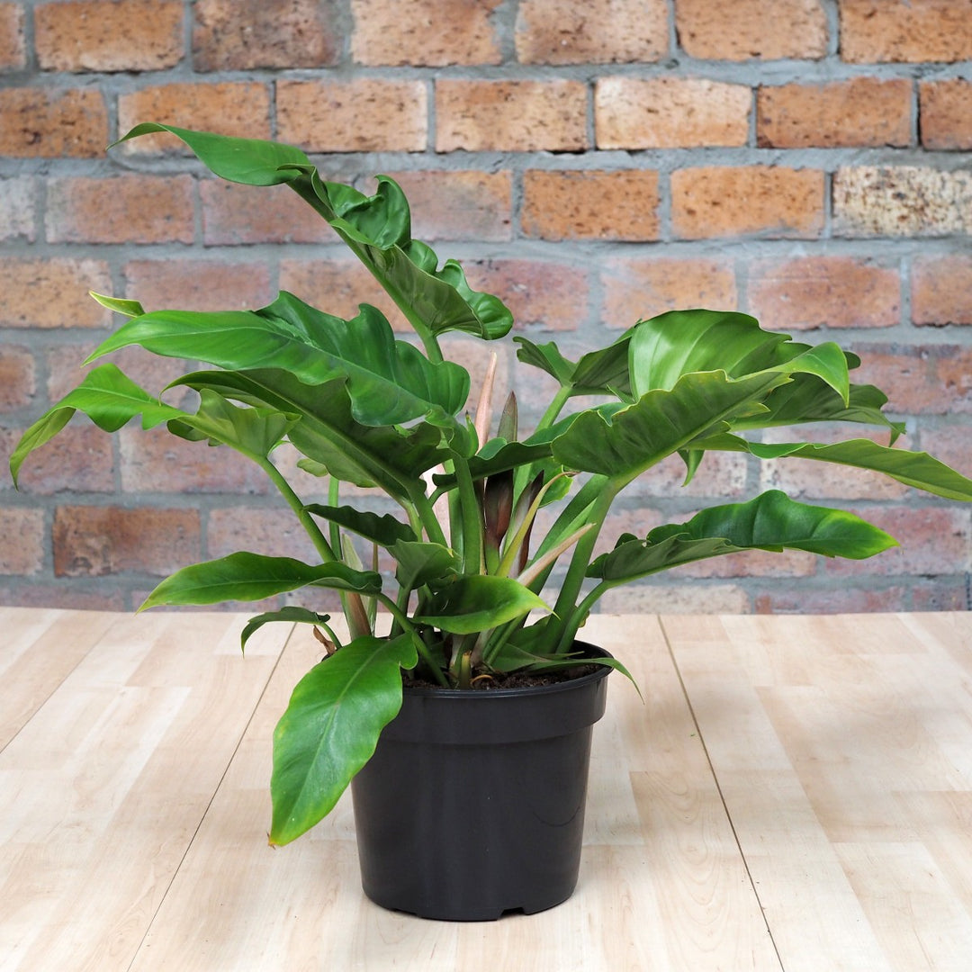 philodendron narrow scientific name Philodendron - Narrow