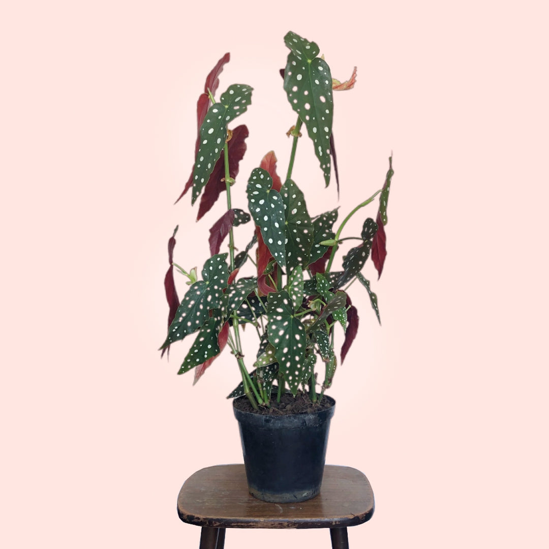 Polka Dot Begonia - LARGE - Shop Online!