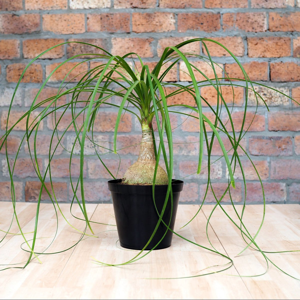 ponytail palm allergy Ponytail Palm