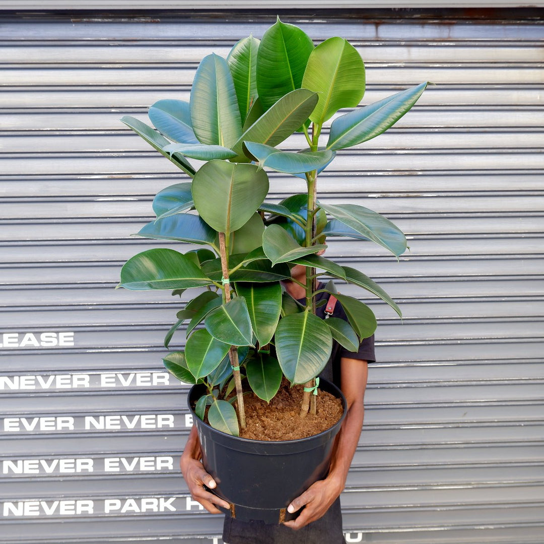 Rubber Tree - Robusta - Extra Large - Shop Online!