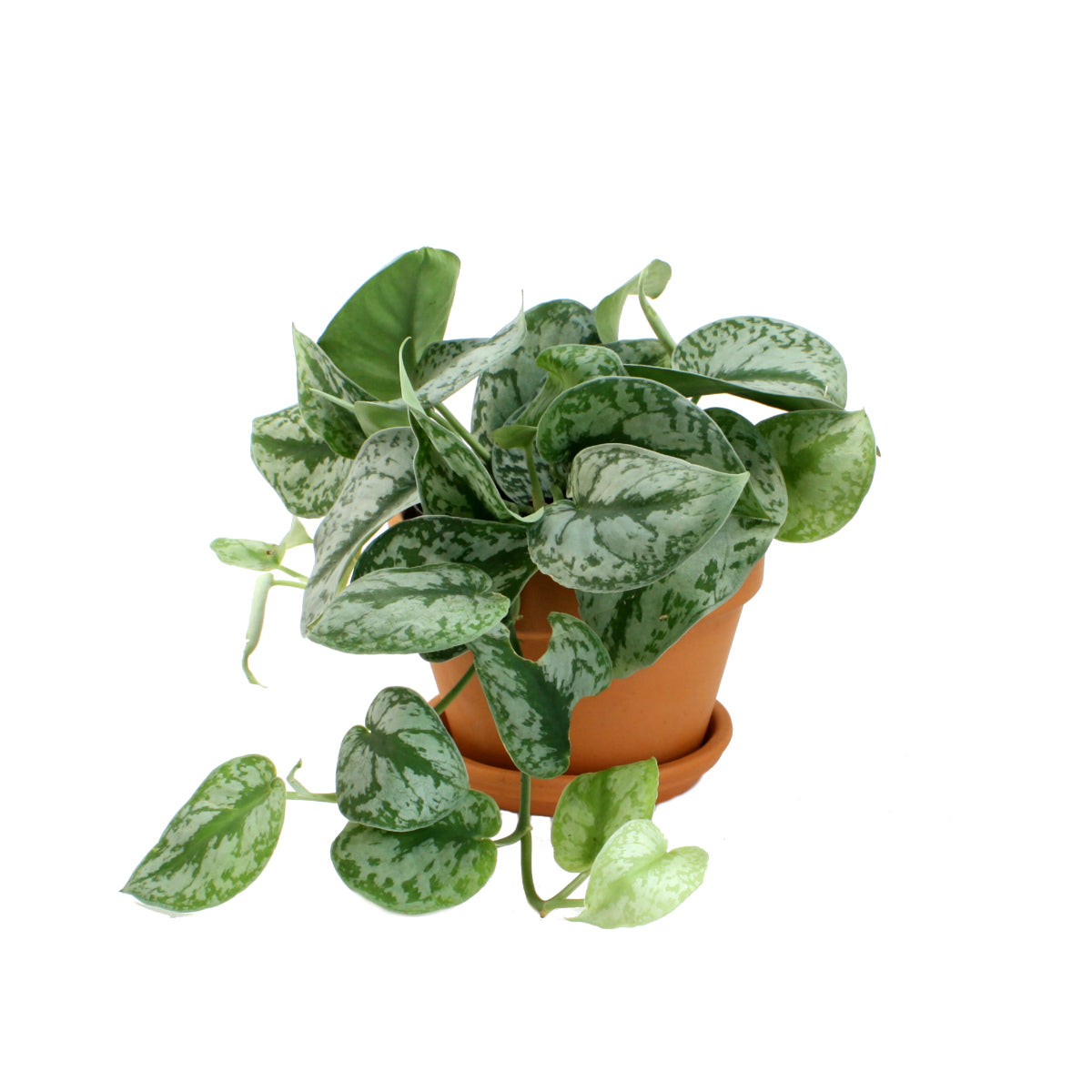 Pothos - Silver Splash | Indoor Plant