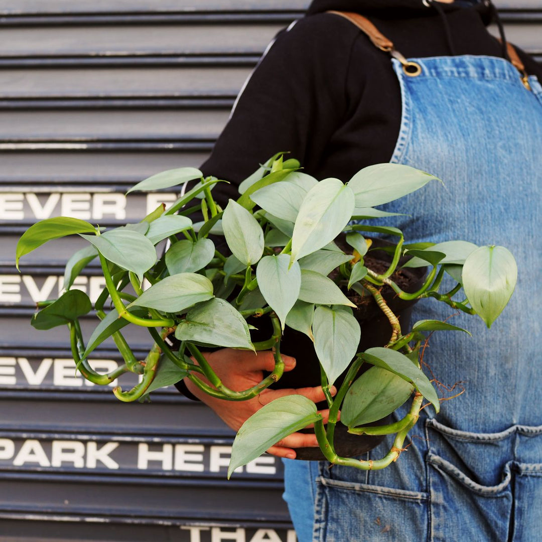 Philodendron - Silver Wings - Shop Online!