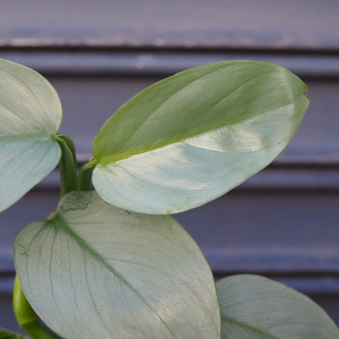 Philodendron - Silver Wings - Shop Online!