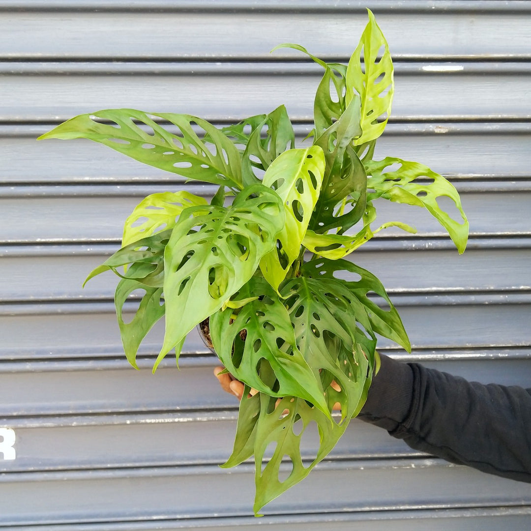 Swiss Cheese Plant - Shop Online!