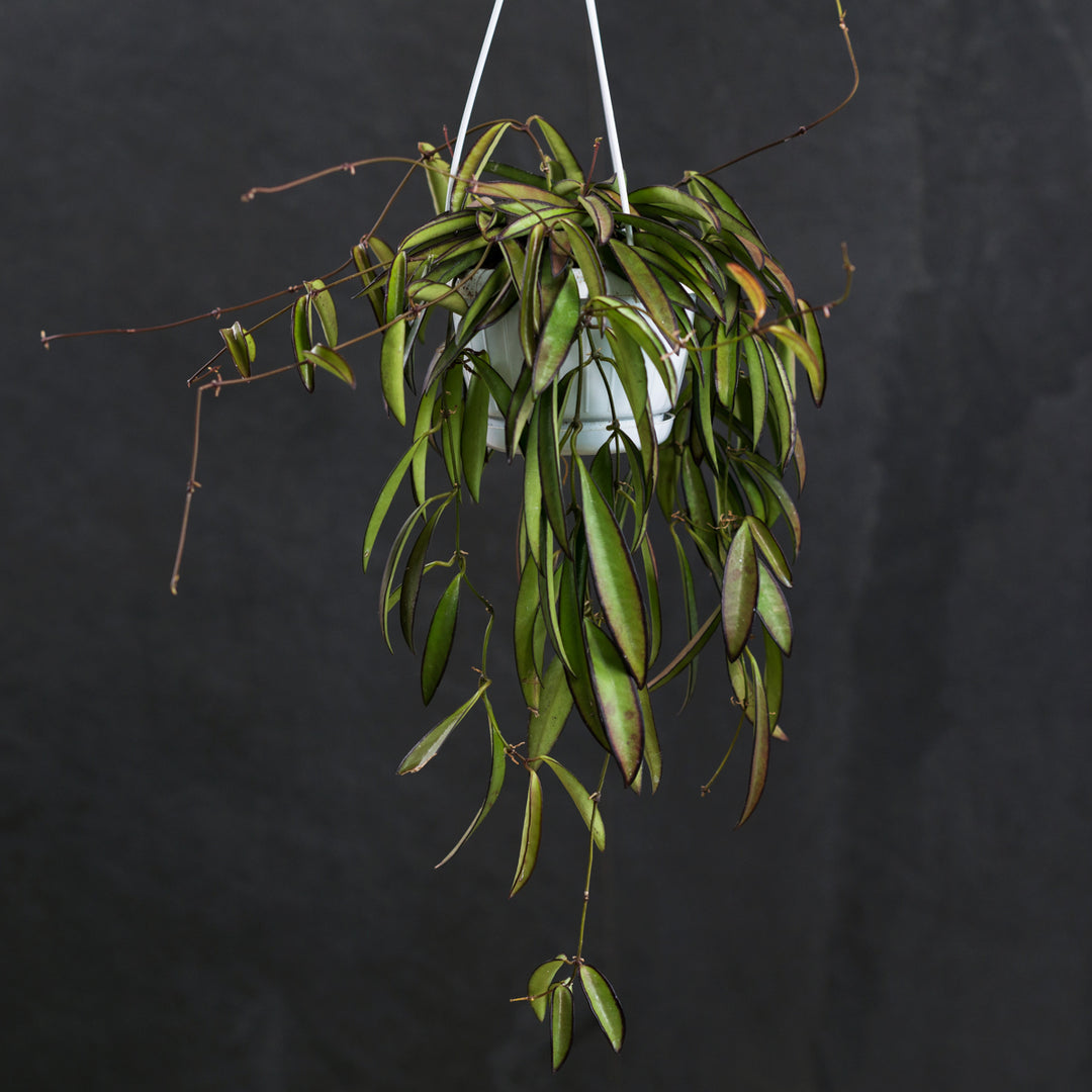 Hoya Wayetii - Shop Online!