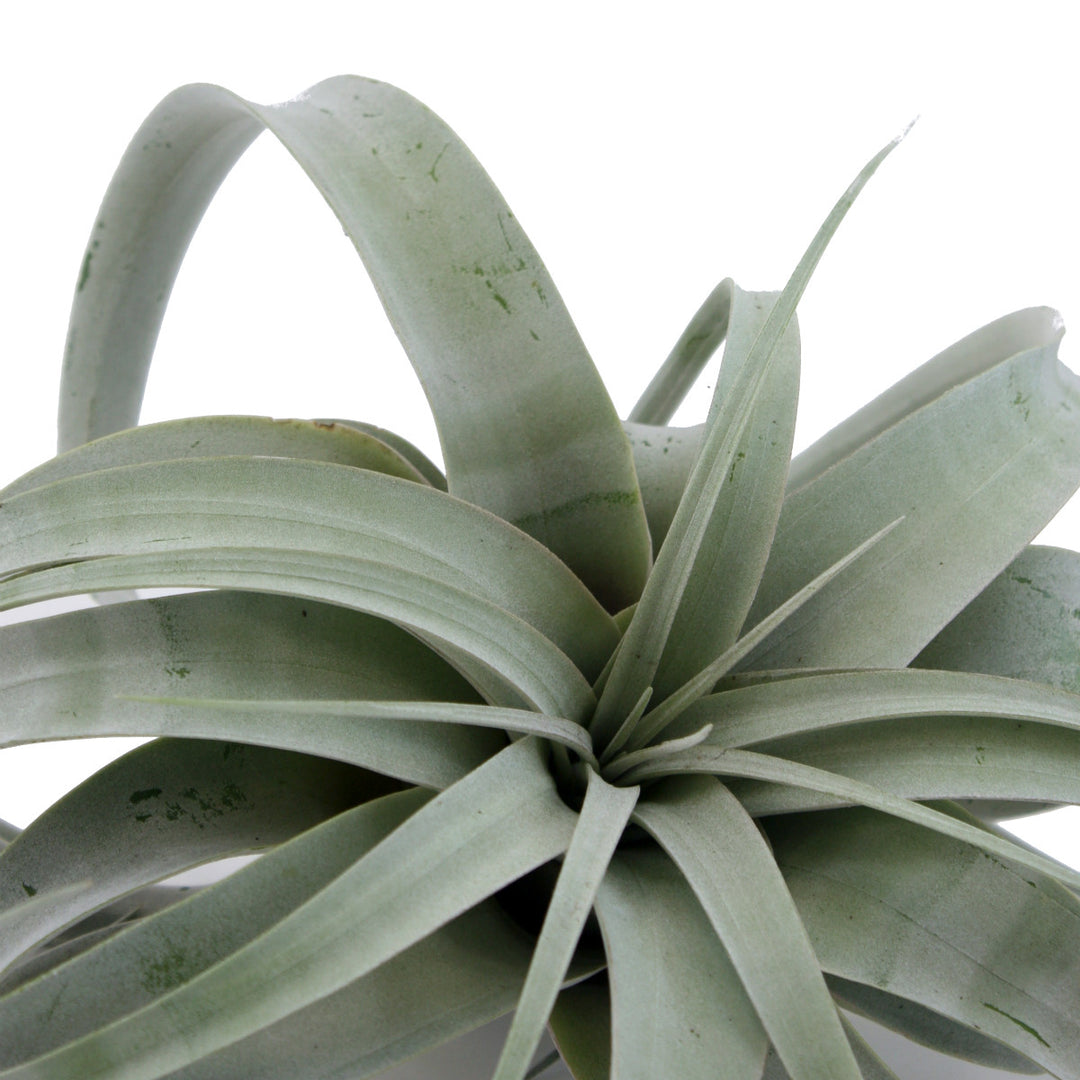 south african air plants Airplant - Tillandsia Xerographica