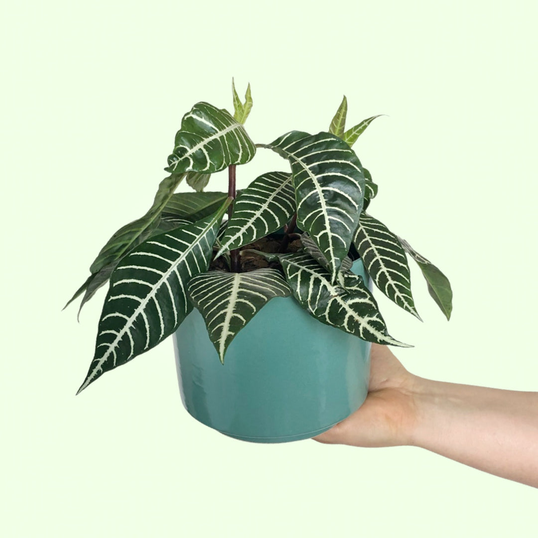 Zebra Plant - Shop Online!